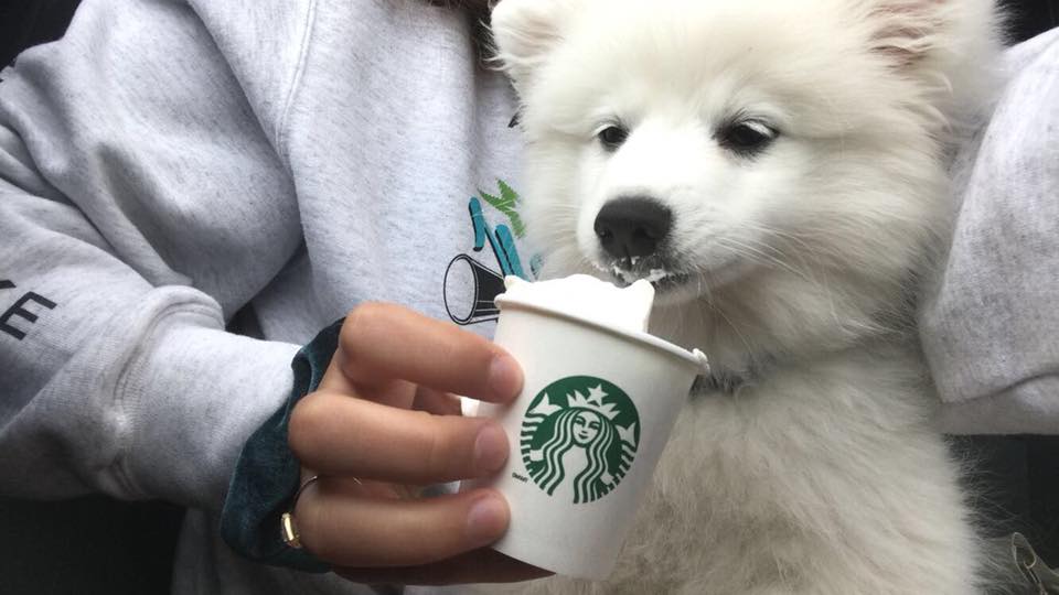 My American Eskimo Puppy