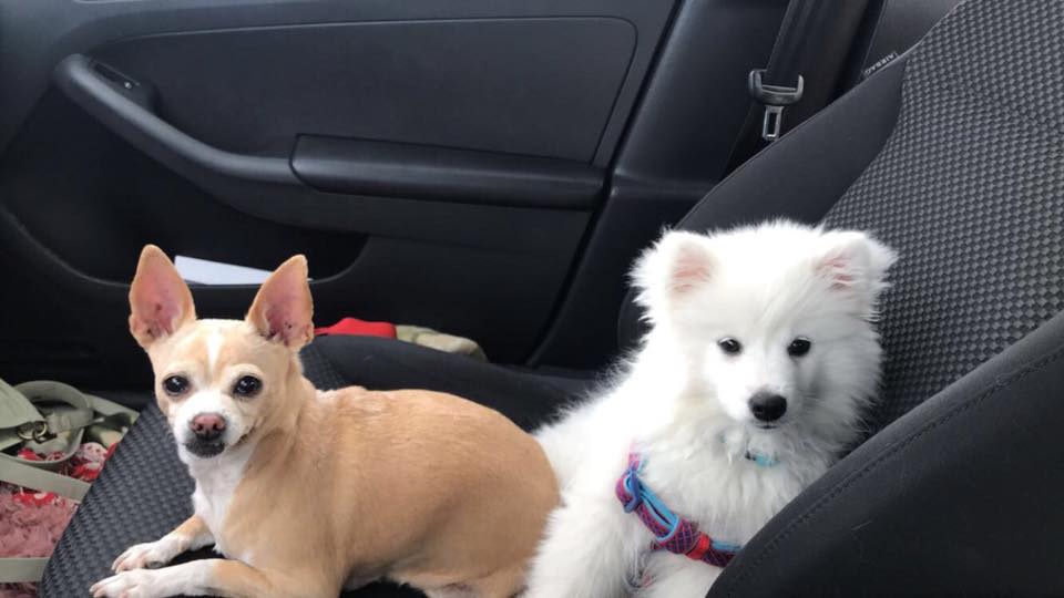 My Two Dogs